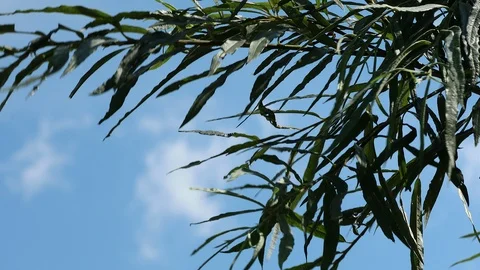 Nature background, foliage Stock Footage 99780153