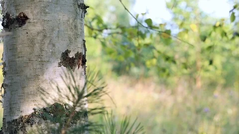 Nature background, foliage Stock Footage 99789207