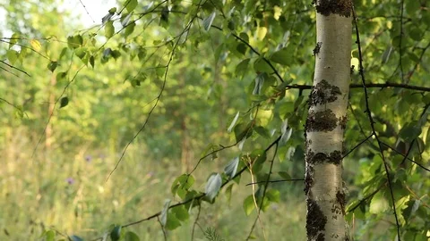 Nature background, foliage Stock Footage 99789212