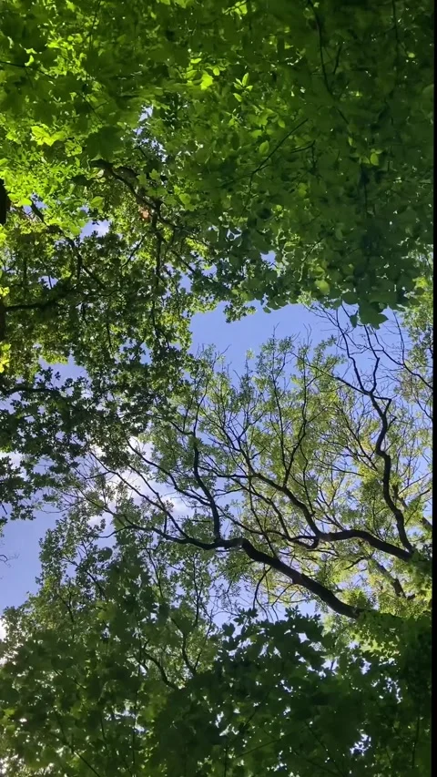 Nature background foliage, looking up to trees motion view vertical Vidéo 340884974