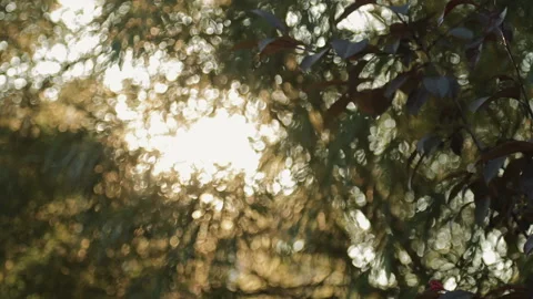 Nature background with foliage. Sunset light through tree leaves, bokeh Stock Footage 122998245