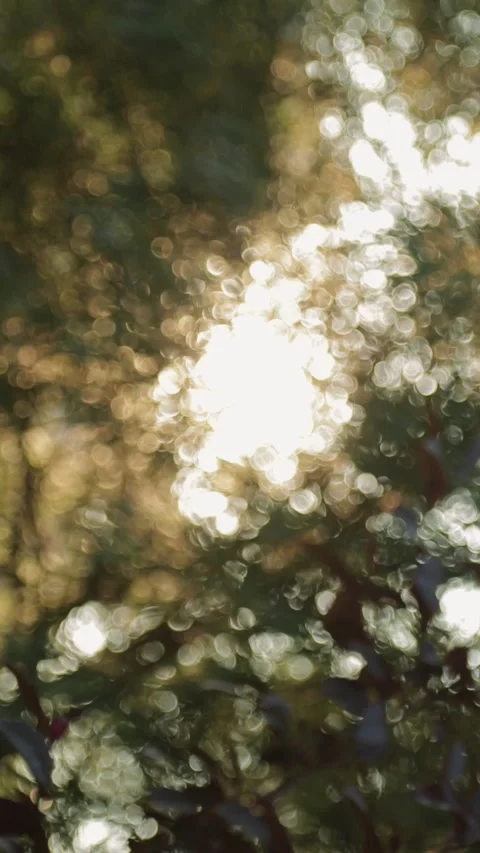 Nature background with foliage. Sunset light through tree leaves, bokeh. Stock Footage 270356733