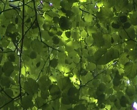 Nature Background Stock Footage 159880