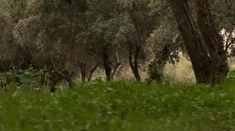 Nature background Stock Footage 43906657