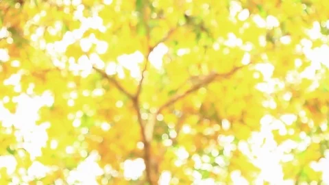 Nature background Stock Footage 79923592