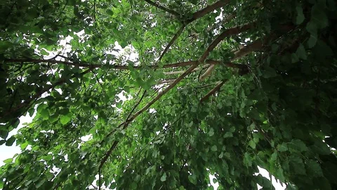 Nature background Stock Footage 79925212