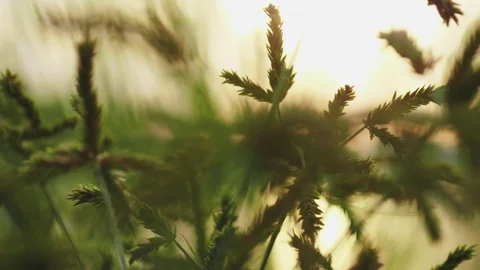 Nature Background Stockbeeldmateriaal 112019867