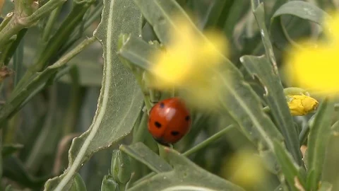 Nature background Stock Footage 121675516
