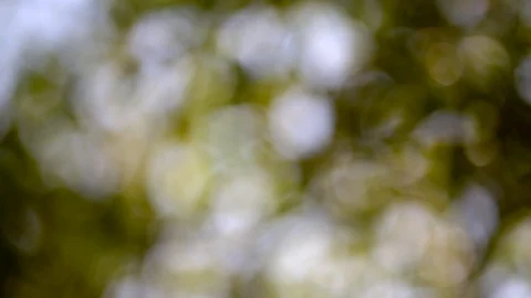 Nature background Stock-Footage 124815281