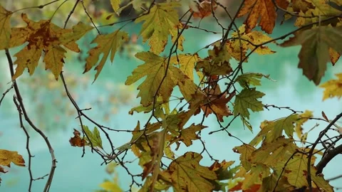 Nature Background Stock Footage 142457954