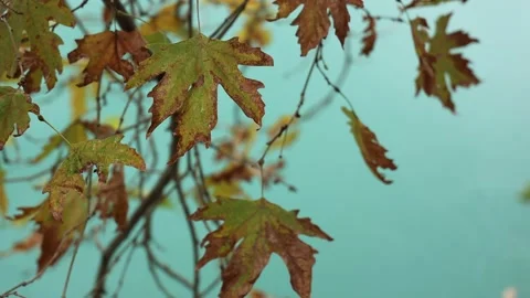 Nature Background Stock Footage 142458610