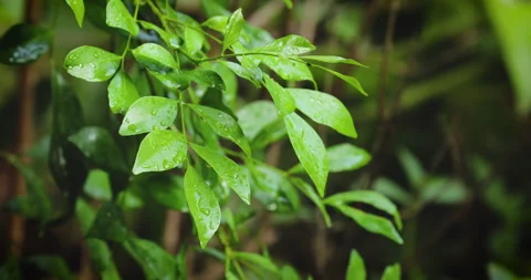 Nature background. Stock Footage 242833342