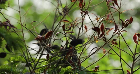 Nature background. Stock Footage 242899739