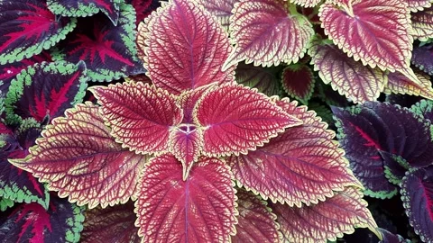 Nature background Stock Footage 278334786