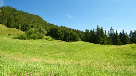 Nature background with forest and green meadow on a sunny day Stock Footage 280981606