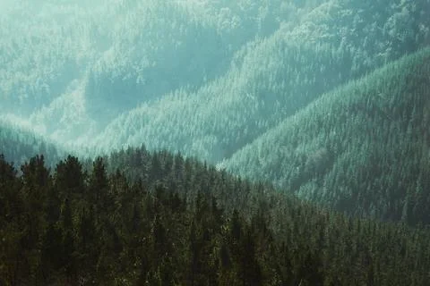Nature background of forest with layers of trees Stock Photos