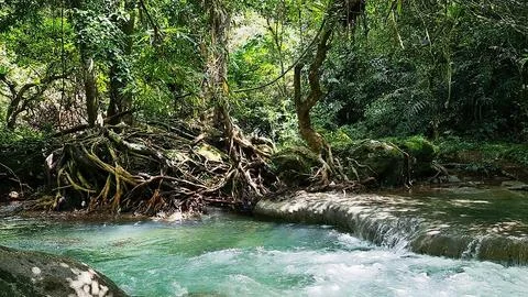 Nature background in forest with river Foto stock