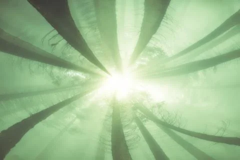Nature background of forest with sun rays Stock Photos