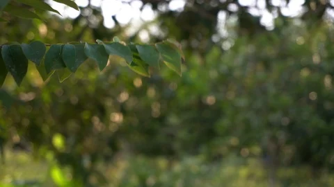 Nature background fps x 25. Star Gooseberry leaves. Stock Footage 123804602