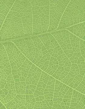 Nature background with free space for text or image. Green leaf veins texture イラスト素材