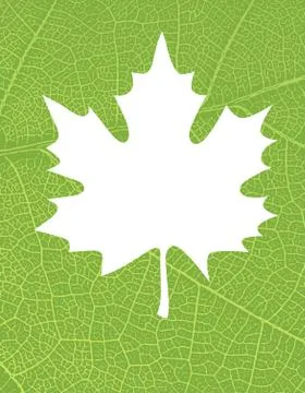 Nature background with free space for text or image. Green leaf veins texture Stock Illustration