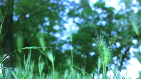 Nature background, grass close up Stock-Footage 50587412