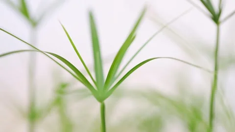 Nature background. grass close up in a wind. Blurred abstract bokeh Stock Footage 243256218