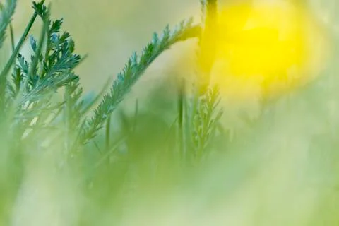 Nature background with grass Stock Photos