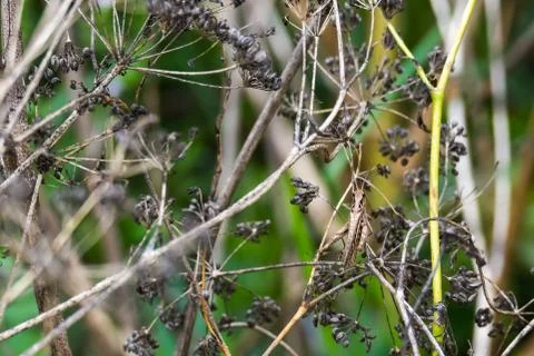 Nature background with a grasshopper Stock Photos