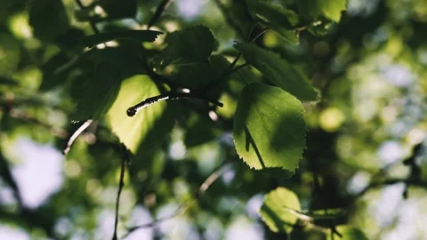 Nature background. Green birch tree leaves sway in the wind, close-up Stock Footage 155156427