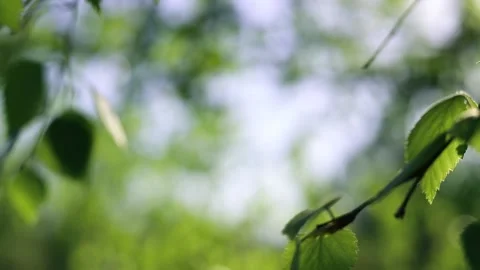 Nature background. Green birch tree leaves sway in the wind, close-up Stock Footage 155156461
