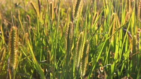 Nature Background with Green Grass Stock Footage 125484016