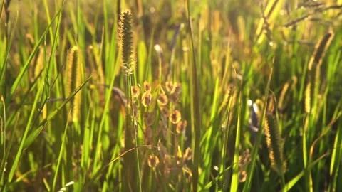 Nature Background with Green Grass 스톡 동영상 125484036