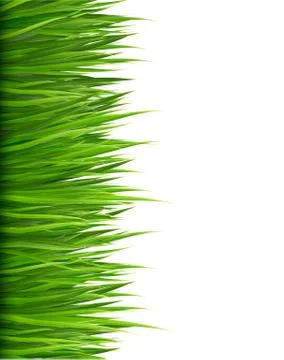 Nature background with green grass. vector. Stock Illustration