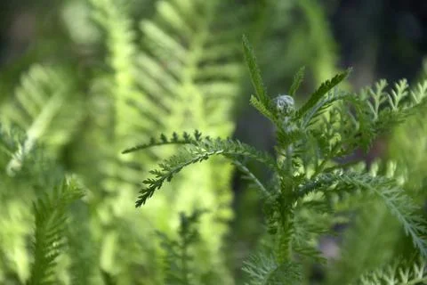 Nature background. Green leaf pattern texture abstract background. Natural be Stock Photos