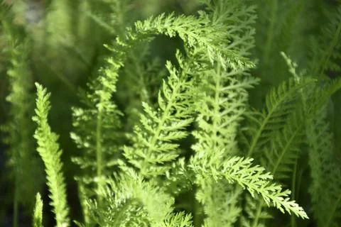 Nature background. Green leaf pattern texture abstract background. Natural be Foto stock