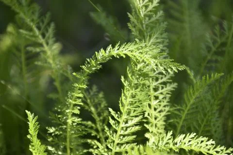 Nature background. Green leaf pattern texture abstract background. Natural be Stock Photos