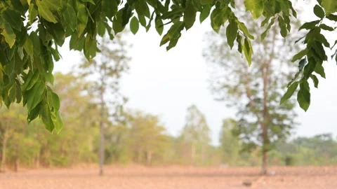 Nature background, green leaf on white Video stock 272406245