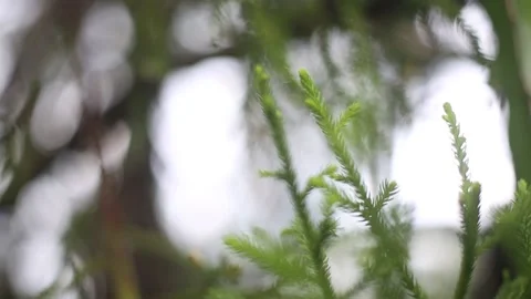 Nature Background green leaves Stock Footage 147309162