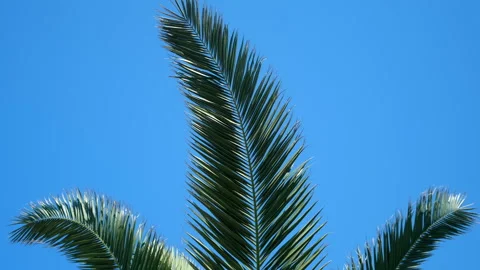 Nature background with huge palm tree leaves swaying in wind on clear blue sky. Stock Footage 246290345