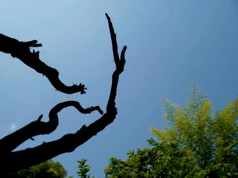 Nature background image Stock Photos