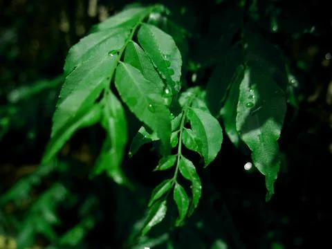 Nature background image 스톡 사진