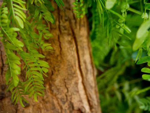 Nature background image Fotos de archivo