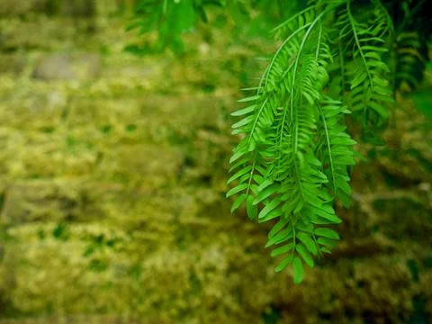 Nature background image Stock Photos