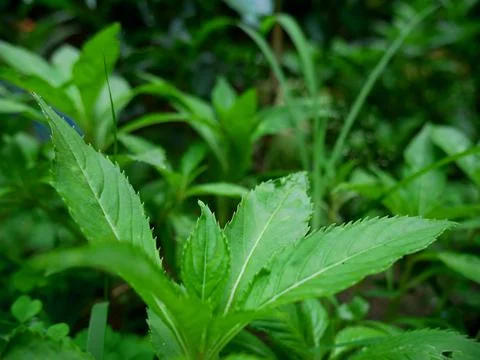 Nature background image Stock Photos