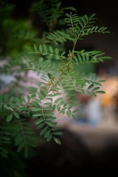 Nature Background, Indigofera tree, Indigo (Karm) in the garden Stock Photos