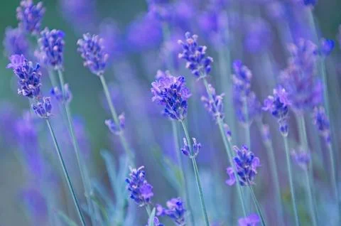 Nature background - lavender Stock Photos