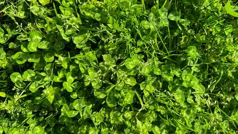 Nature background. Lush clover patch with vibrant green leaves and delicate Stock Photos
