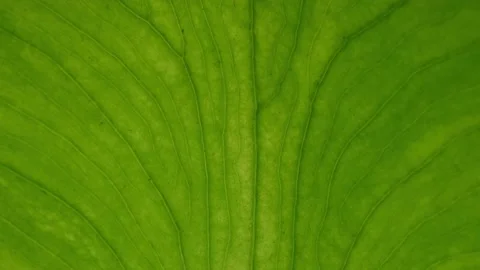 Nature background of macro green leaf in motion  Loopable Vídeo Stock 157714105