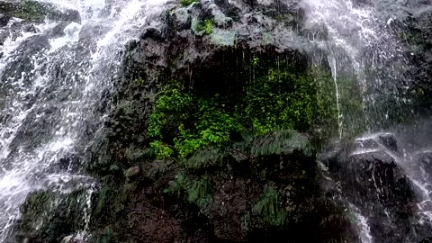 Nature background; mosses are growing on the rock wall behind a waterfall Stock Footage 336871316